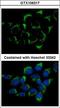 Intraflagellar Transport 74 antibody, LS-C185788, Lifespan Biosciences, Immunocytochemistry image 