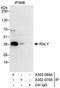 P542 antibody, A302-069A, Bethyl Labs, Immunoprecipitation image 