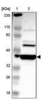 RIB43A Domain With Coiled-Coils 2 antibody, PA5-51861, Invitrogen Antibodies, Western Blot image 