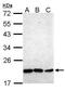 Homeobox protein Nkx-2.8 antibody, PA5-27456, Invitrogen Antibodies, Western Blot image 