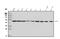 Proteasome 26S Subunit, ATPase 3 antibody, A07208-1, Boster Biological Technology, Western Blot image 