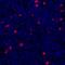 FDC antibody, A700-028, Bethyl Labs, Immunohistochemistry frozen image 