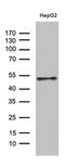 Homeobox protein Hox-A3 antibody, M07128, Boster Biological Technology, Western Blot image 
