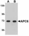 Cell division cycle protein 16 homolog antibody, LS-B4645, Lifespan Biosciences, Western Blot image 