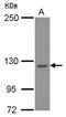 WASH Complex Subunit 5 antibody, LS-C155404, Lifespan Biosciences, Western Blot image 