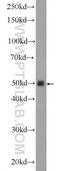 Inhibin beta A chain antibody, 17524-1-AP, Proteintech Group, Western Blot image 