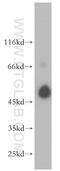Chitobiosyldiphosphodolichol beta-mannosyltransferase antibody, 12872-1-AP, Proteintech Group, Western Blot image 