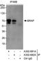 BRCA1 Associated Protein antibody, A302-681A, Bethyl Labs, Immunoprecipitation image 