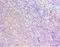 Homeobox protein Hox-A1 antibody, LS-C375913, Lifespan Biosciences, Immunohistochemistry frozen image 