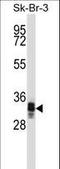 UBX Domain Protein 10 antibody, LS-C157316, Lifespan Biosciences, Western Blot image 