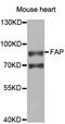FAP antibody, abx004852, Abbexa, Western Blot image 