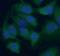 Ribosomal Protein L38 antibody, FNab07437, FineTest, Immunofluorescence image 
