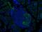 Glucagon-like peptide 1 receptor antibody, HYB 147-06-02, Invitrogen Antibodies, Immunofluorescence image 