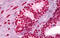 Histone H3 antibody, MBS247232, MyBioSource, Immunohistochemistry paraffin image 