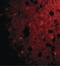 Collapsin Response Mediator Protein 1 antibody, LS-C19541, Lifespan Biosciences, Immunofluorescence image 