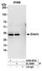 STA antibody, A304-491A, Bethyl Labs, Immunoprecipitation image 