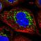 Translocase Of Inner Mitochondrial Membrane 44 antibody, HPA043052, Atlas Antibodies, Immunofluorescence image 
