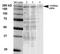 LDL Receptor Related Protein 4 antibody, NBP2-22416, Novus Biologicals, Western Blot image 