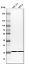 Ribosomal Protein S25 antibody, NBP1-80802, Novus Biologicals, Western Blot image 