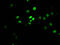 Myb-binding protein 1A antibody, CSB-RA978157A0HU, Cusabio, Immunofluorescence image 