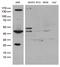 Ubiquitin Like Modifier Activating Enzyme 3 antibody, LS-C792971, Lifespan Biosciences, Western Blot image 