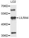 Leukocyte Immunoglobulin Like Receptor A4 antibody, LS-C335339, Lifespan Biosciences, Western Blot image 