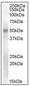 POU Class 3 Homeobox 1 antibody, AP31838PU-N, Origene, Western Blot image 