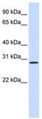 Scatter factor antibody, TA335251, Origene, Western Blot image 