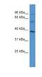 Neuropilin And Tolloid Like 1 antibody, NBP1-69039, Novus Biologicals, Enzyme Linked Immunosorbent Assay image 