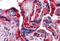 Complement Component 4B (Chido Blood Group), Copy 2 antibody, MBS242416, MyBioSource, Immunohistochemistry frozen image 