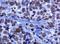 Histone H3 antibody, NB500-171, Novus Biologicals, Immunohistochemistry frozen image 