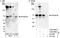 Protein Phosphatase 2 Regulatory Subunit B''Beta antibody, A300-966A, Bethyl Labs, Immunoprecipitation image 