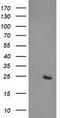 Cyclin Dependent Kinase Inhibitor 3 antibody, TA503579, Origene, Western Blot image 