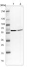 Zinc finger CCCH domain-containing protein 15 antibody, NBP1-81313, Novus Biologicals, Western Blot image 
