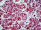 BAP antibody, AP23577PU-N, Origene, Immunohistochemistry frozen image 