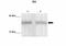 DNA-binding protein inhibitor ID-4 antibody, GTX00771, GeneTex, Western Blot image 