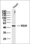 Glucokinase antibody, orb157666, Biorbyt, Western Blot image 