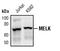 Maternal Embryonic Leucine Zipper Kinase antibody, PA5-17419, Invitrogen Antibodies, Western Blot image 