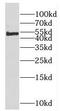 F7 antibody, FNab02924, FineTest, Western Blot image 