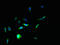 Transmembrane Phosphatase With Tensin Homology antibody, LS-C370468, Lifespan Biosciences, Immunofluorescence image 
