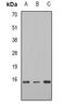 Elongin B antibody, abx142260, Abbexa, Western Blot image 