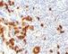 CD15 antibody, V2524IHC-7ML, NSJ Bioreagents, Immunohistochemistry paraffin image 