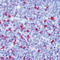 Human IgG antibody, LS-C88646, Lifespan Biosciences, Immunohistochemistry frozen image 