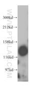 Protein transport protein Sec31A antibody, 17913-1-AP, Proteintech Group, Western Blot image 
