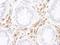 Intercellular Adhesion Molecule 3 antibody, A304-334A, Bethyl Labs, Immunohistochemistry frozen image 