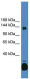 Uncharacterized protein C10orf12 antibody, TA333797, Origene, Western Blot image 