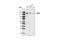 Early Endosome Antigen 1 antibody, 3288S, Cell Signaling Technology, Western Blot image 