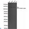 ATP Citrate Lyase antibody, LS-C814097, Lifespan Biosciences, Western Blot image 