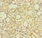 CXXC Finger Protein 5 antibody, orb32052, Biorbyt, Immunohistochemistry paraffin image 