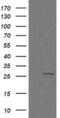 Cilia And Flagella Associated Protein 299 antibody, MA5-26237, Invitrogen Antibodies, Western Blot image 